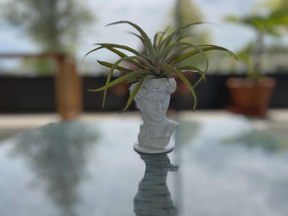 David Planter: Decorative Sculpture for Succulents & Air Plants