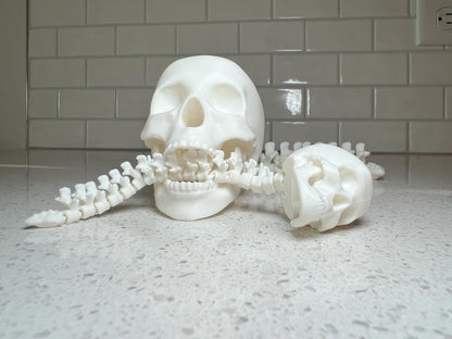 Human Skull with Articulated Spine - Gothic Halloween Decoration & Creepy Prop!