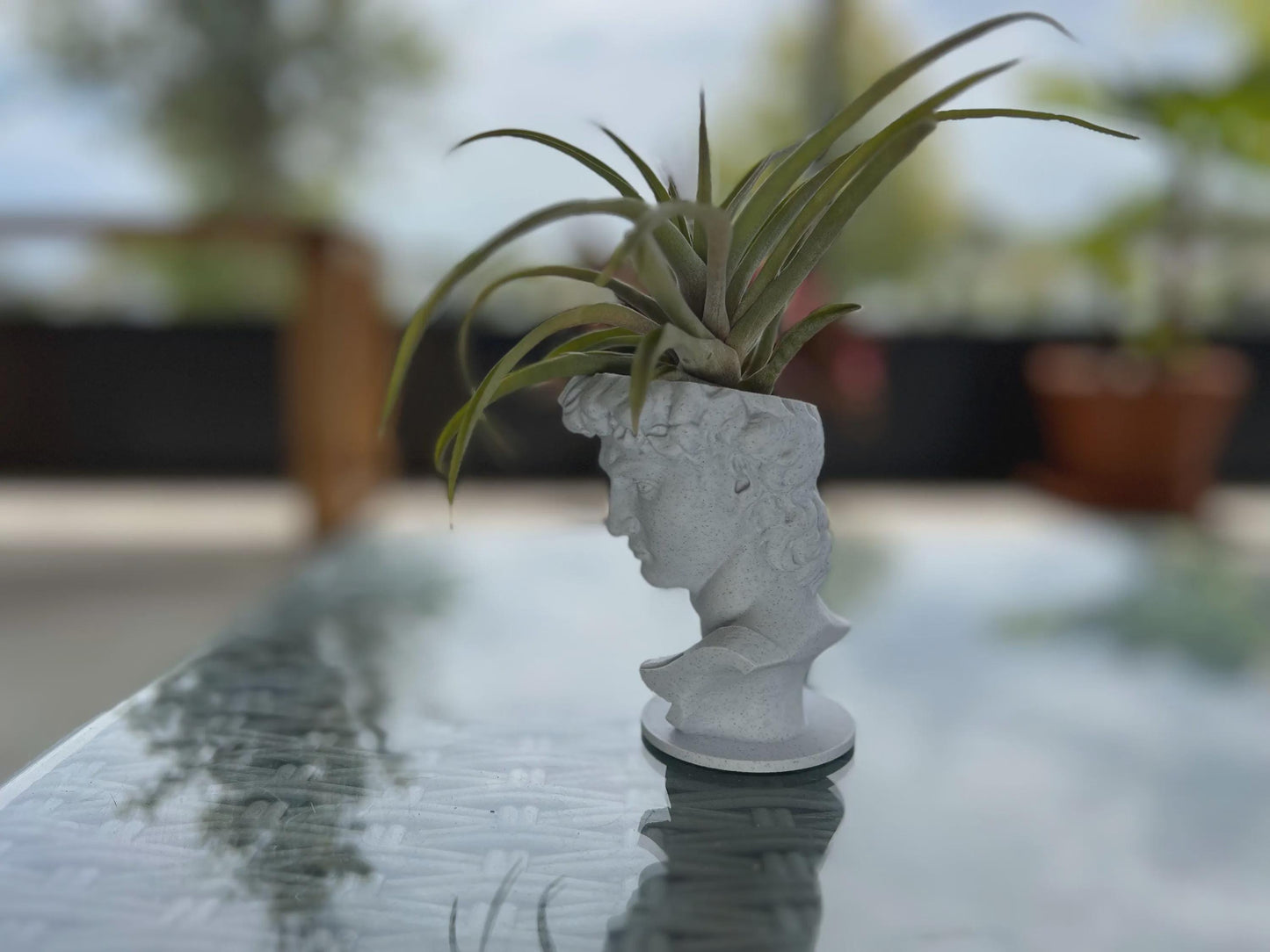 David Planter: Decorative Sculpture for Succulents & Air Plants