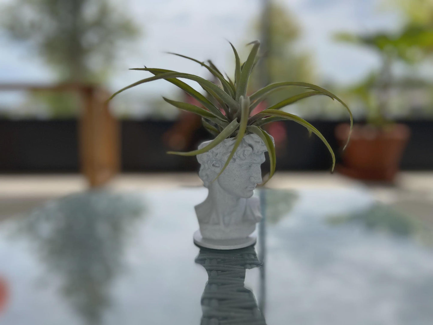 David Planter: Decorative Sculpture for Succulents & Air Plants