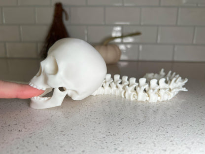 Human Skull with Articulated Spine - Gothic Halloween Decoration & Creepy Prop!