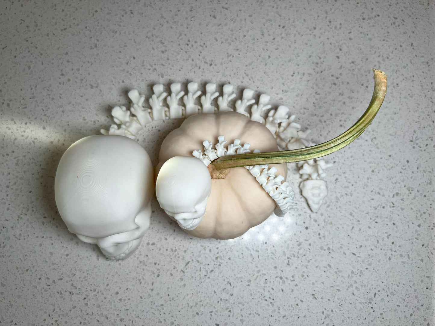 Human Skull with Articulated Spine - Gothic Halloween Decoration & Creepy Prop!