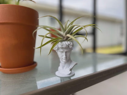 David Planter: Decorative Sculpture for Succulents & Air Plants